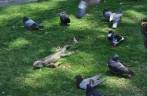 Iguanas e pombas socializam na Plaza Bolívar, em Guayaquil - Equador